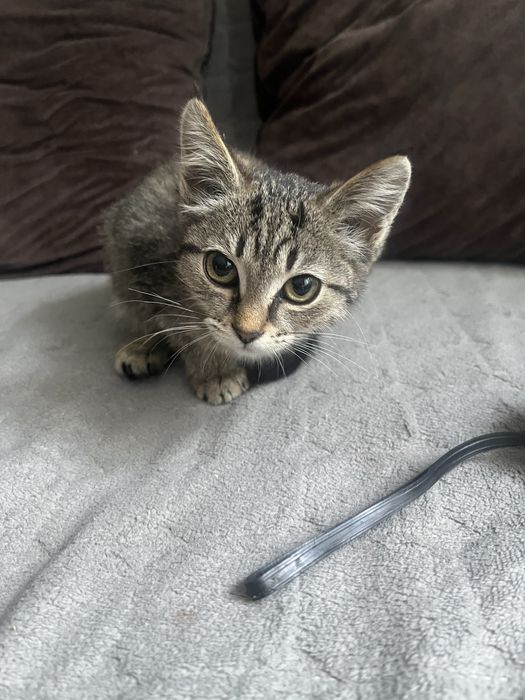 Котенок 3 месячный