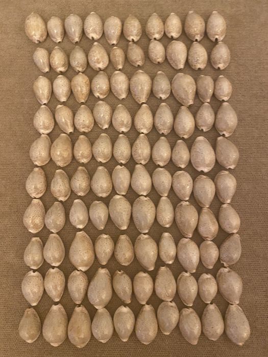 Cochilii melci(ghioci) mici - 100 bucati