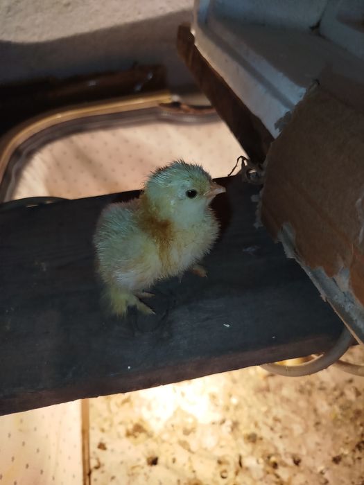 Продам или Обменяю