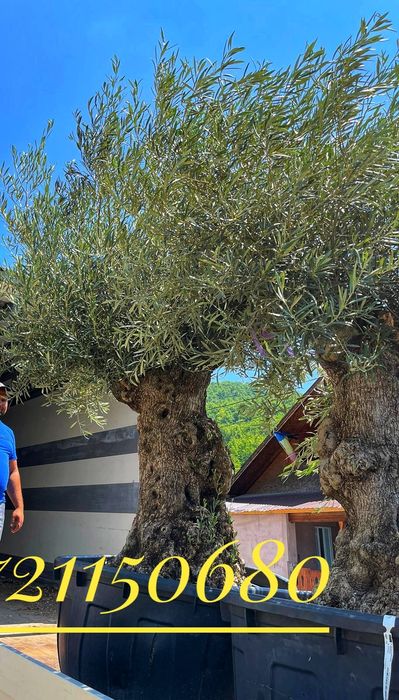 Maslini, palmieri, leandrii, tuia, platani, buxus, spirala, pon pon