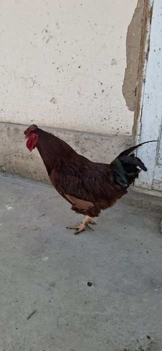 Kariyski xanyap xurozi sotiladi