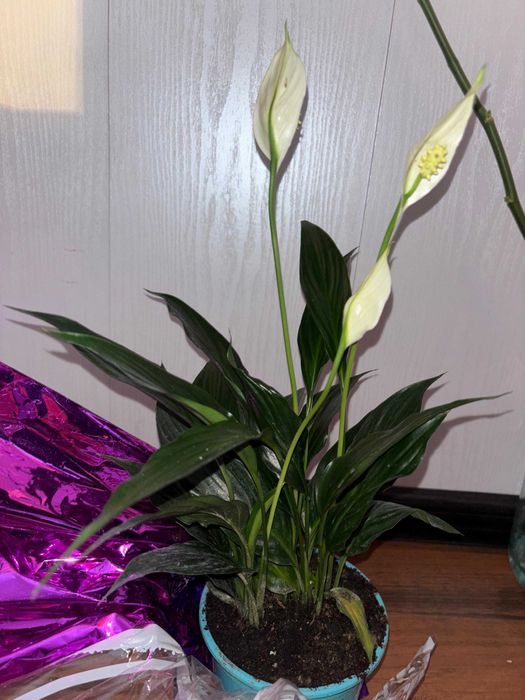 Женское счастье, спатифиллум