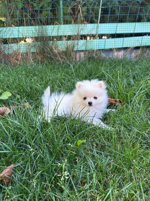 Pui baiat pomeranian