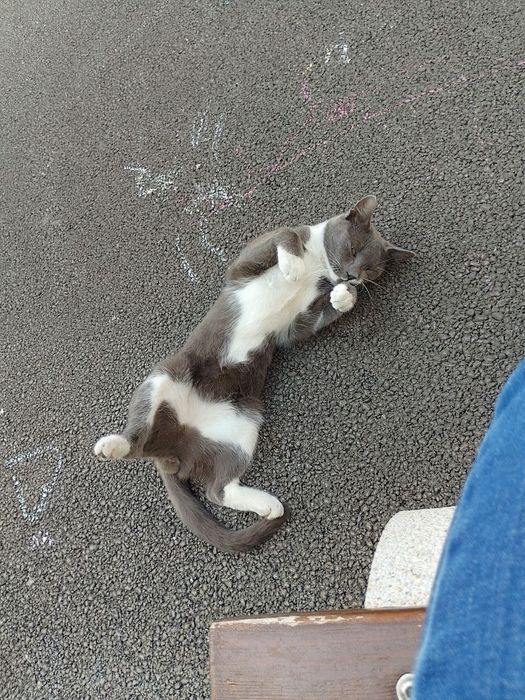 Motănel tânăr caută casă iubitoare – GRATUIT