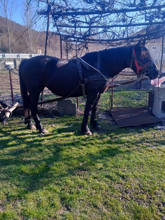 Vând iapa bună de ham