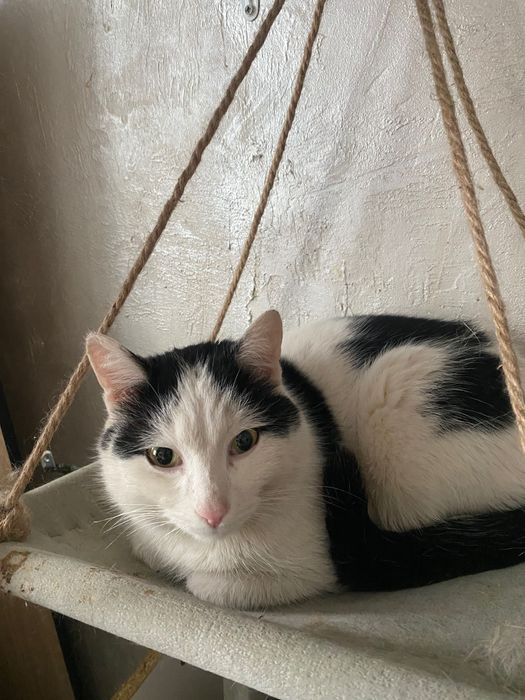 Кот Малик в добрые руки