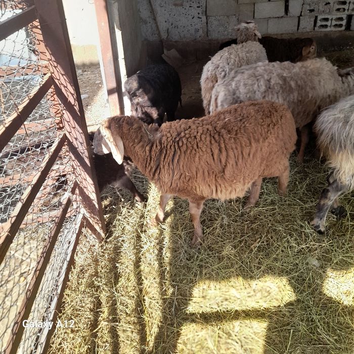 Ұрғашы тоқты сатылады