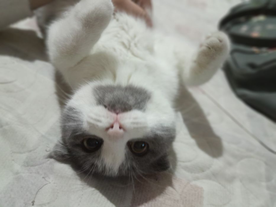 Scottish fold mushugi