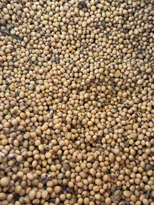 Vand soia pentru sămânță sau animale