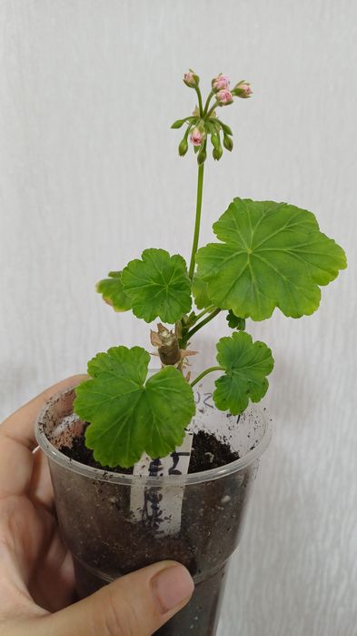 Пеларгонии сортовые