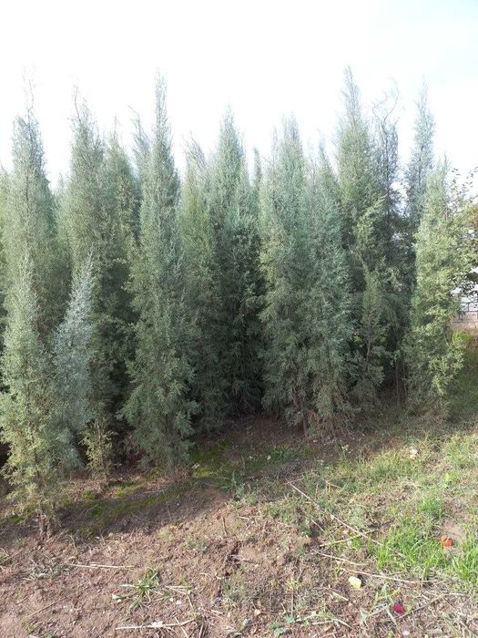 Голубой кипарис арчалари