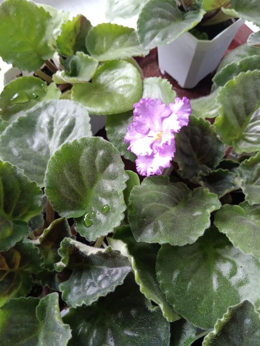 Фиалки,комнатные растения