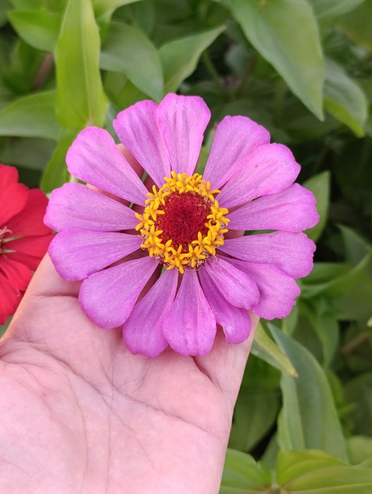 Уруғлар гул ва мачалка Семена Мачалки и цветов