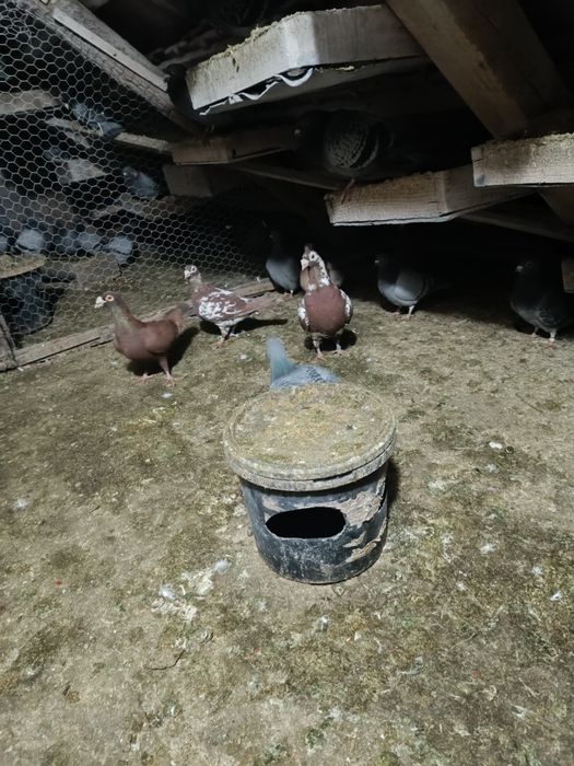 Vând porumbei voiajori