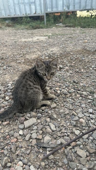 Кошка,марғау өте сүйкімді марғау кішкентай