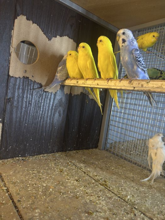 Тути кушла сотилади