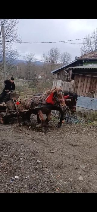 Cal de vânzare  de 2 ani