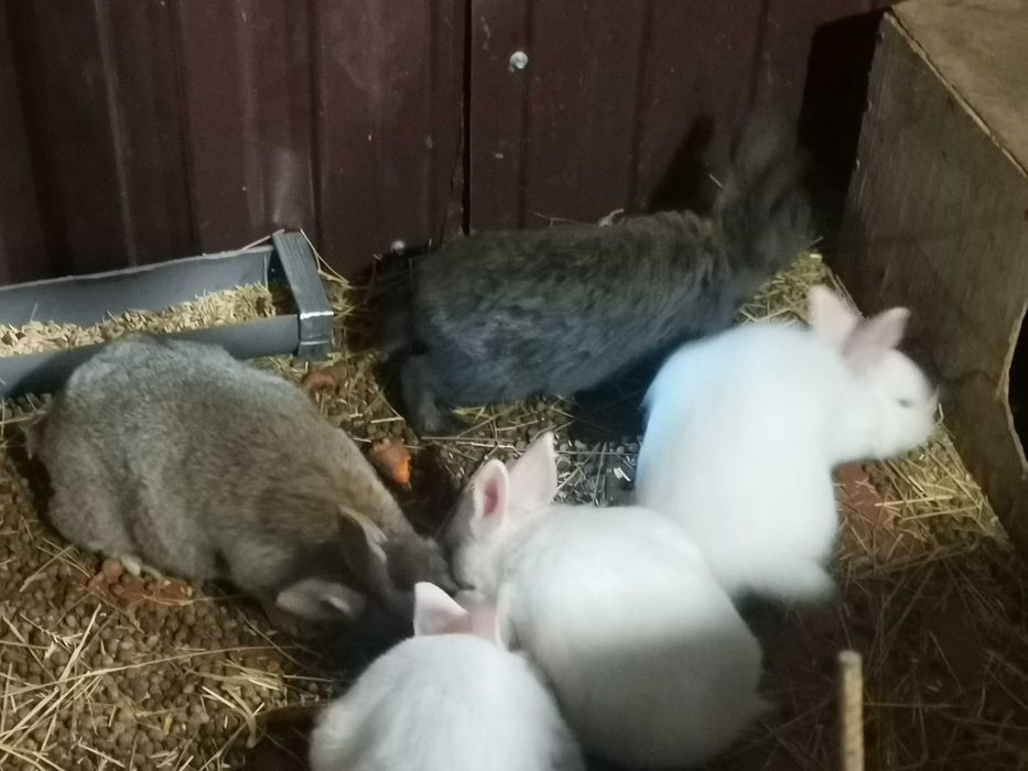 Кролики чистокровные