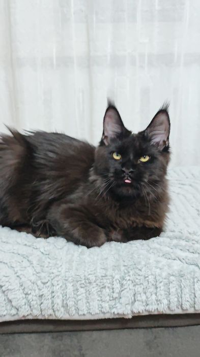 Мейн Кун мальчики