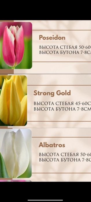 Тюльпаны и оформление в подарок