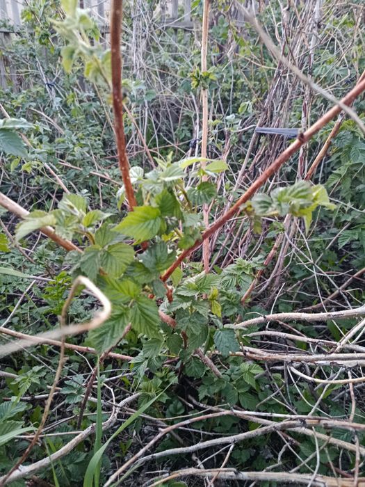 Продам саженцы малины разных сортов