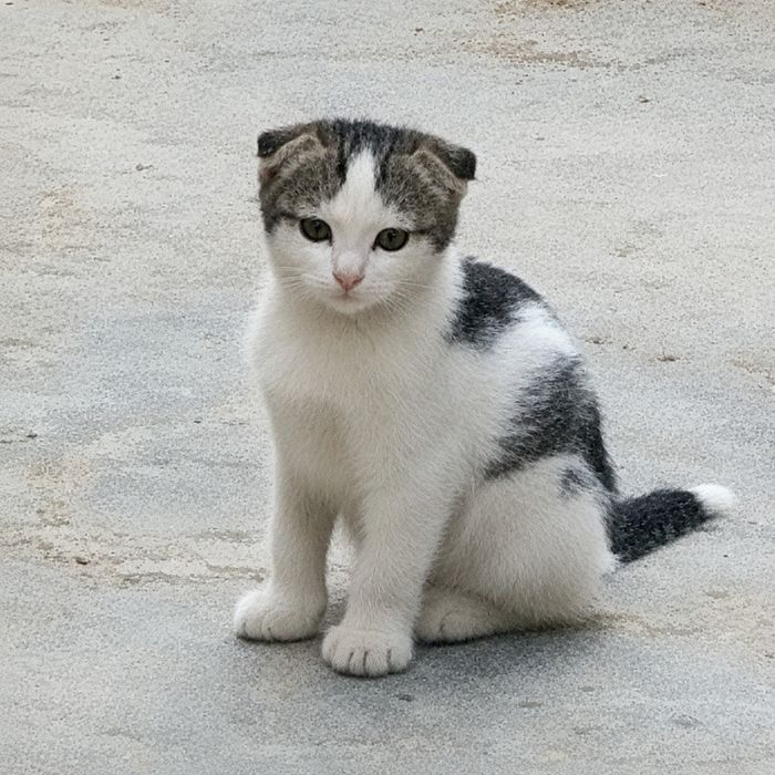 Котенок вислоухи, 1 месяц
