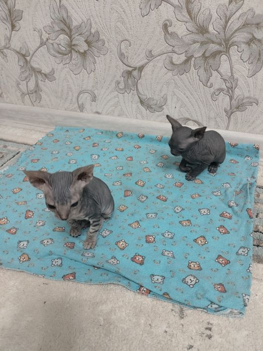 Котенок Донского сфинксов