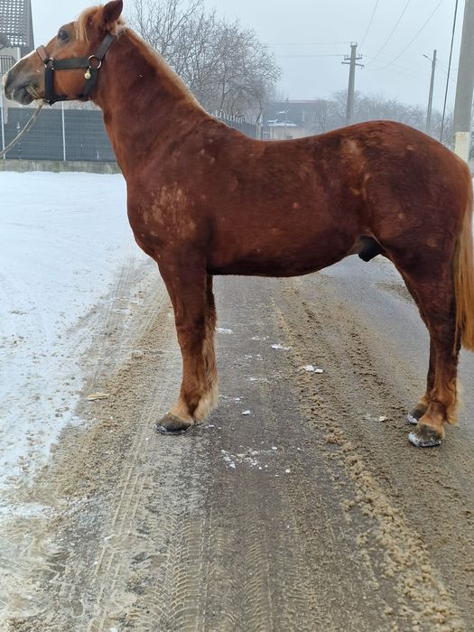Schimb mînz de 2 ani cu iapă