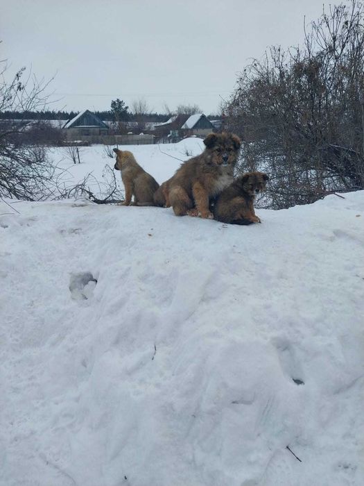 Щенки отдам в добрые руки