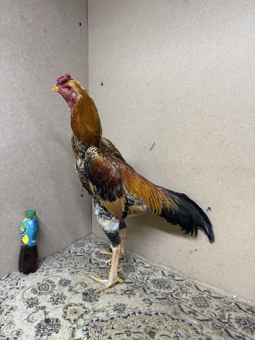 О Шамо Империя ЯПОН