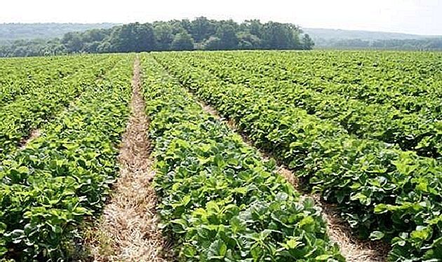 Продавам уникален разсад ягоди и малини