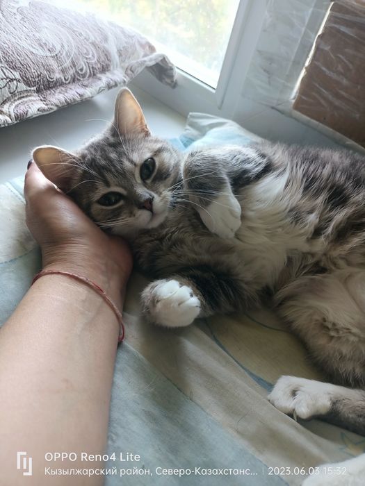 Котики в добрые руки