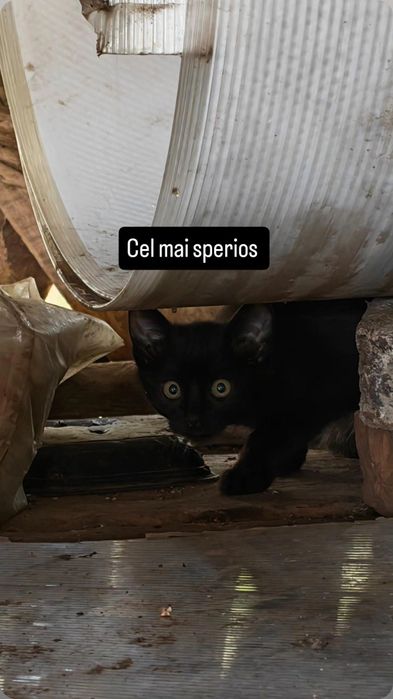 Pisicuțe spre adopție