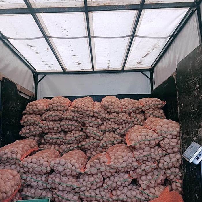 cartofi de consum. 1 leu kg