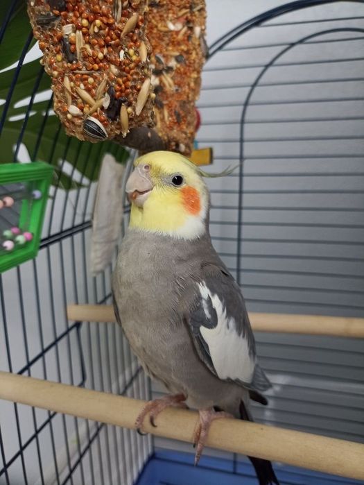 Карелла попугай