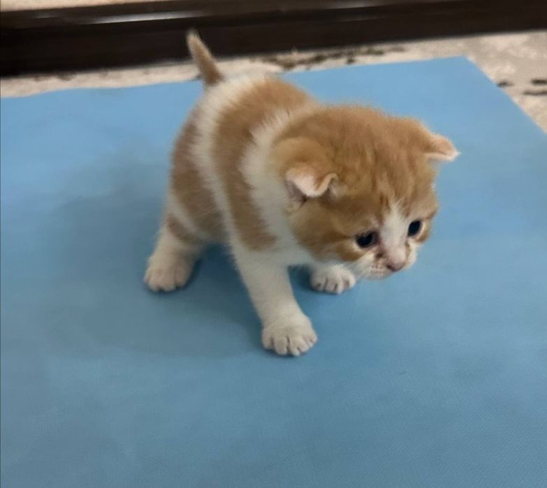 Продаются котята срочно цену обсудим звоните