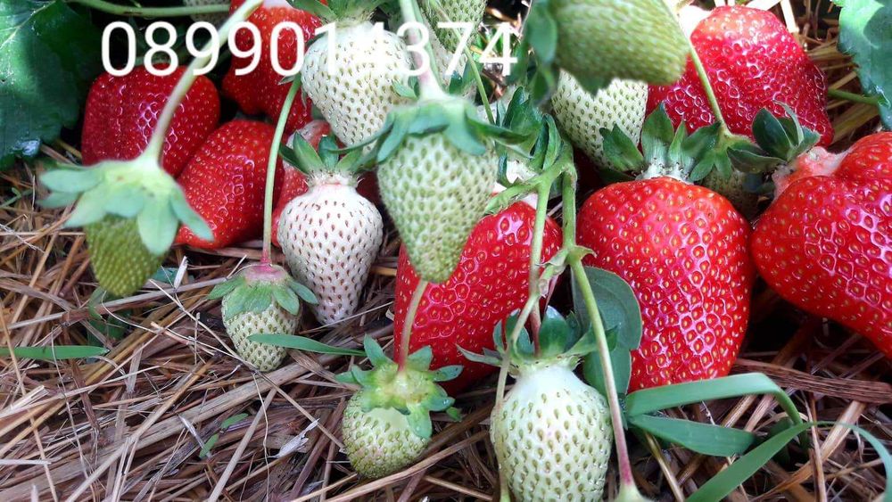 Разсад ягоди и малини