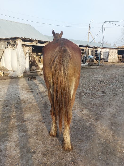 Продам обученую кобылу.