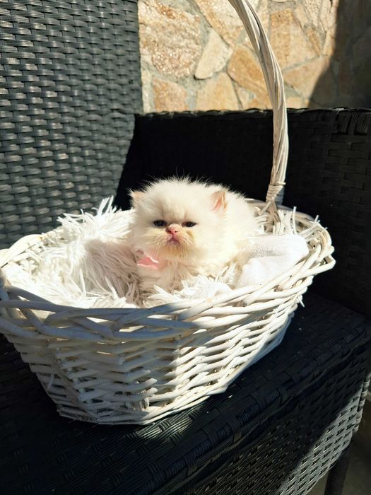 Персийски (хималайски )котенца!