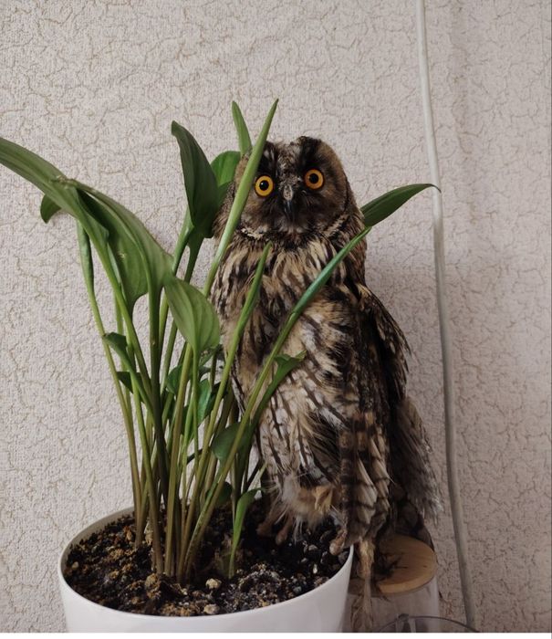 Домашняя сова с клеткой