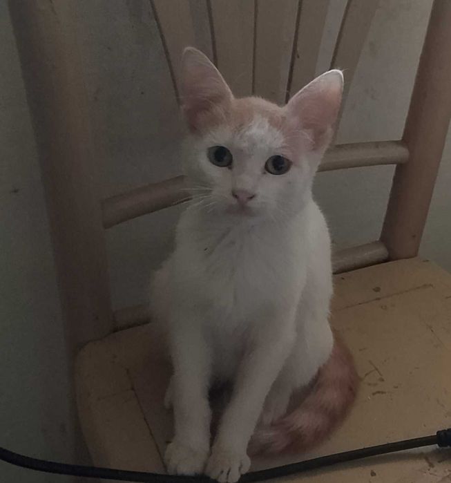 Подарявам котета