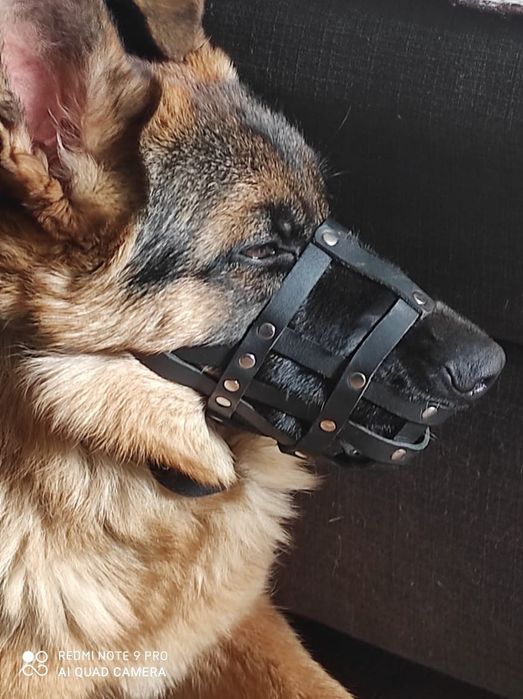 Продам щенка немецкой овчарки