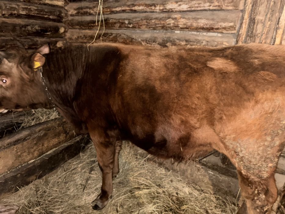 Продам бычков стоит на откорме