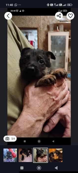 Немецкая овчарка