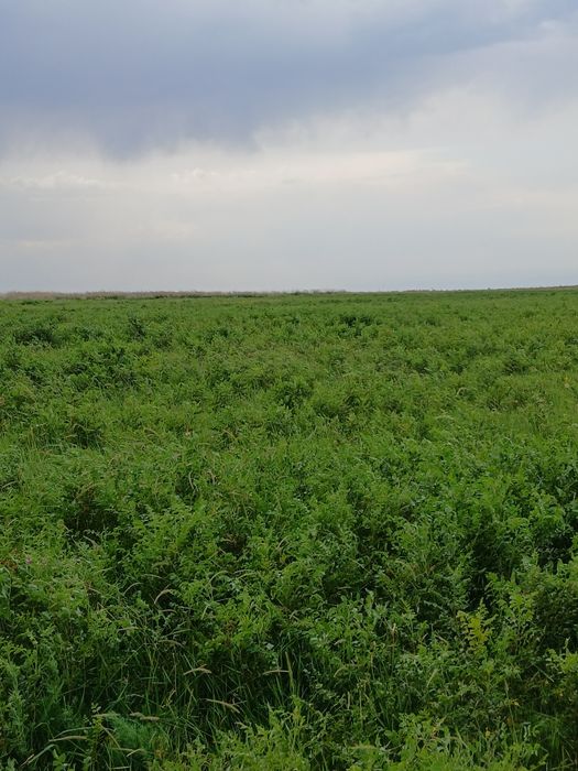 ФАЗЕНДА сатылады