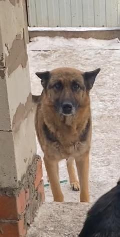 Щенки немецкой овчарки