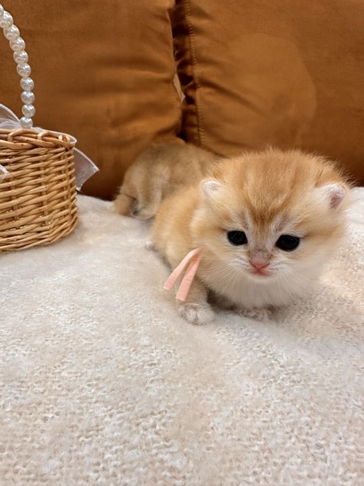 Золотые британские котята шиншиллы