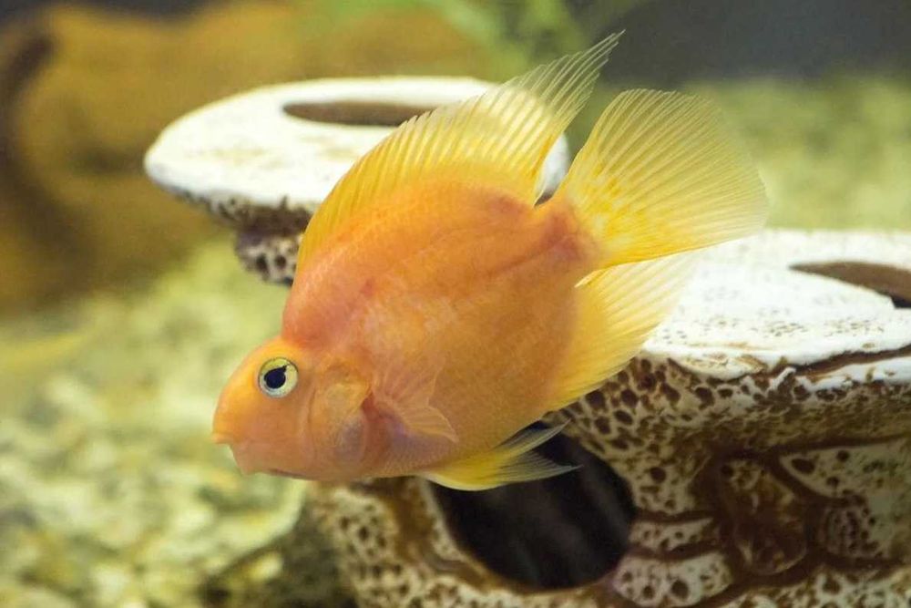 Аквариумная рыбка "Попугай"