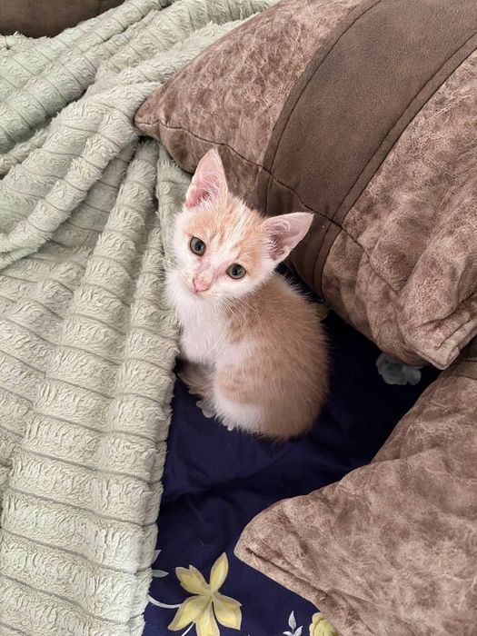 Котёнок в хорошие руки ( мальчик)