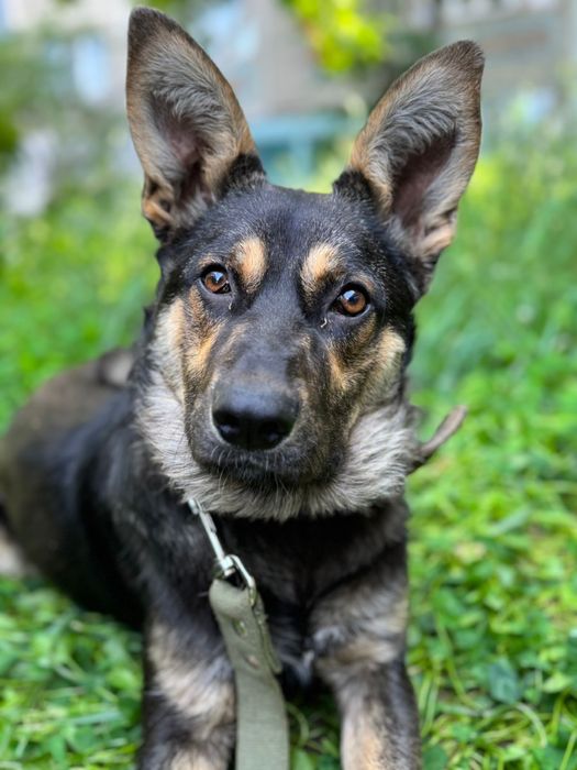 Ищем дом для пса Рея